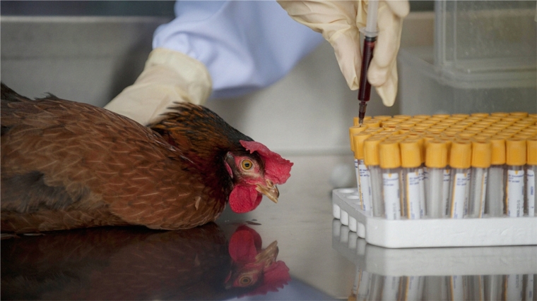 В республике начата работа по специфической профилактике гриппа птиц