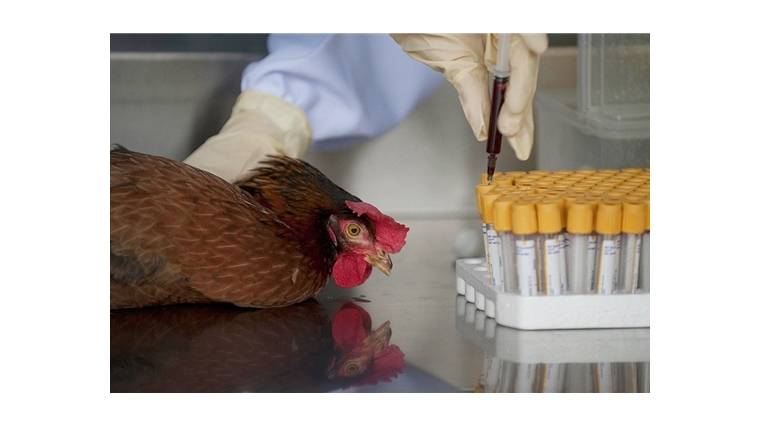 В районе начата работа по специфической профилактике гриппа птиц