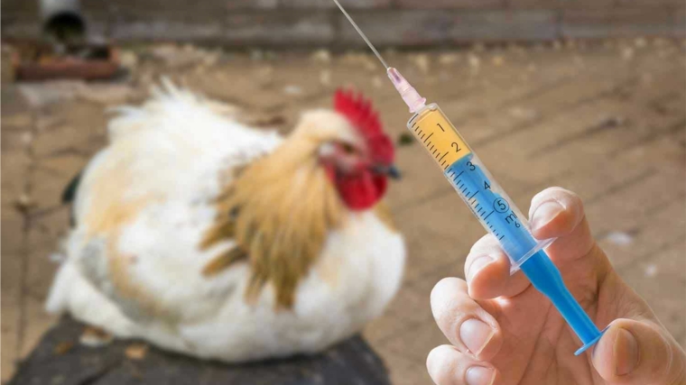 В Чувашии продолжается работа по профилактике птичьего гриппа