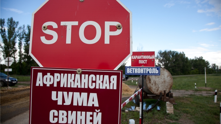 О регистрации африканской чумы свиней в Ульяновской области