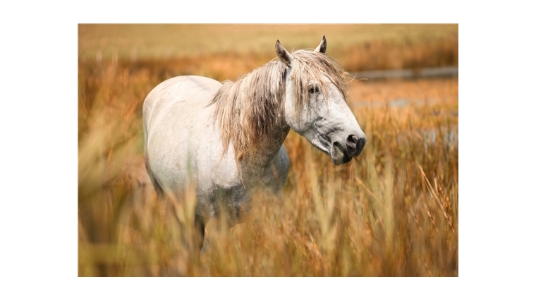 Ветеринарные правила по профилактике и ликвидации гриппа лошадей
