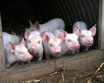 Очередной случай заболевания африканской чумой свиней выявлен на территории Бологовского района Тверской области.