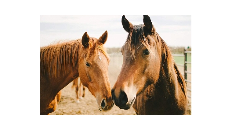 Минсельхоз России утвердил ветеринарные правила по случной болезни лошадей