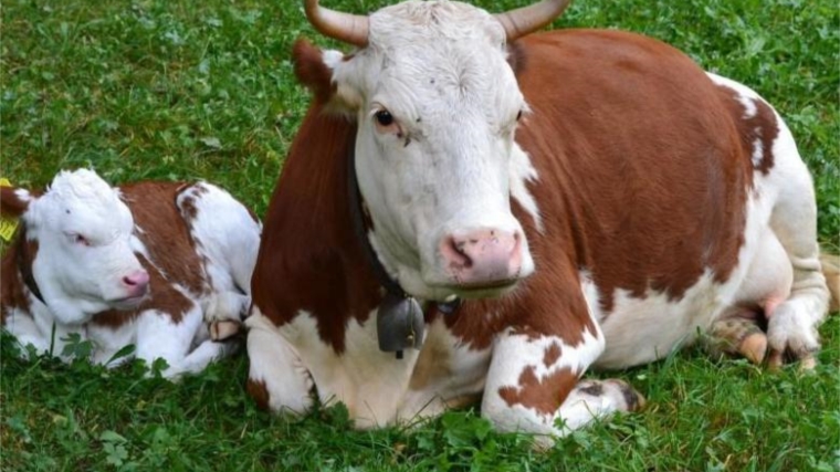 Профилактика бесплодия у коров – залог развития животноводства